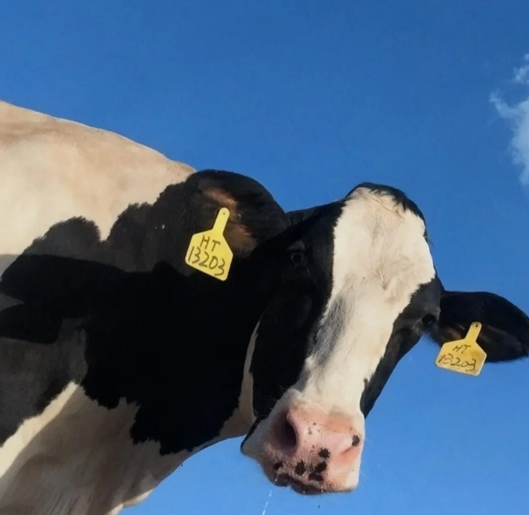 Black-and-white dairy cow under a bright blue sky